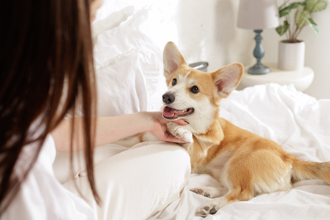 Meaningful Gifts for All Dog Lovers