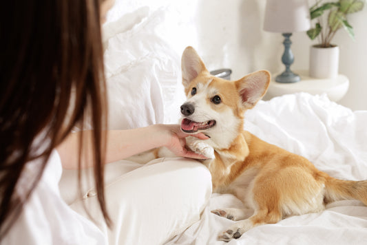 Meaningful Gifts for All Dog Lovers