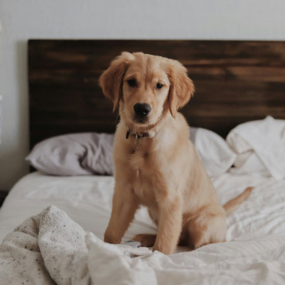 Dog Keepsake Trunk