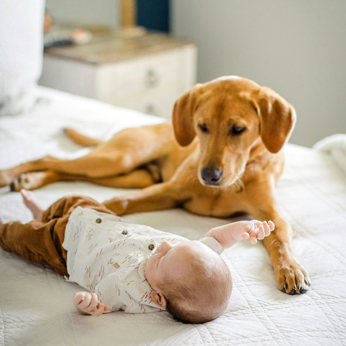 Dog Keepsake Trunk