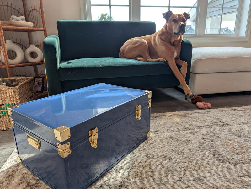 Momento Pet Trunk